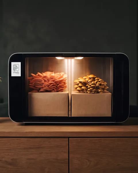 Sophie’s original photo: a Flush cabinet on a sideboard growing two mushroom varieties